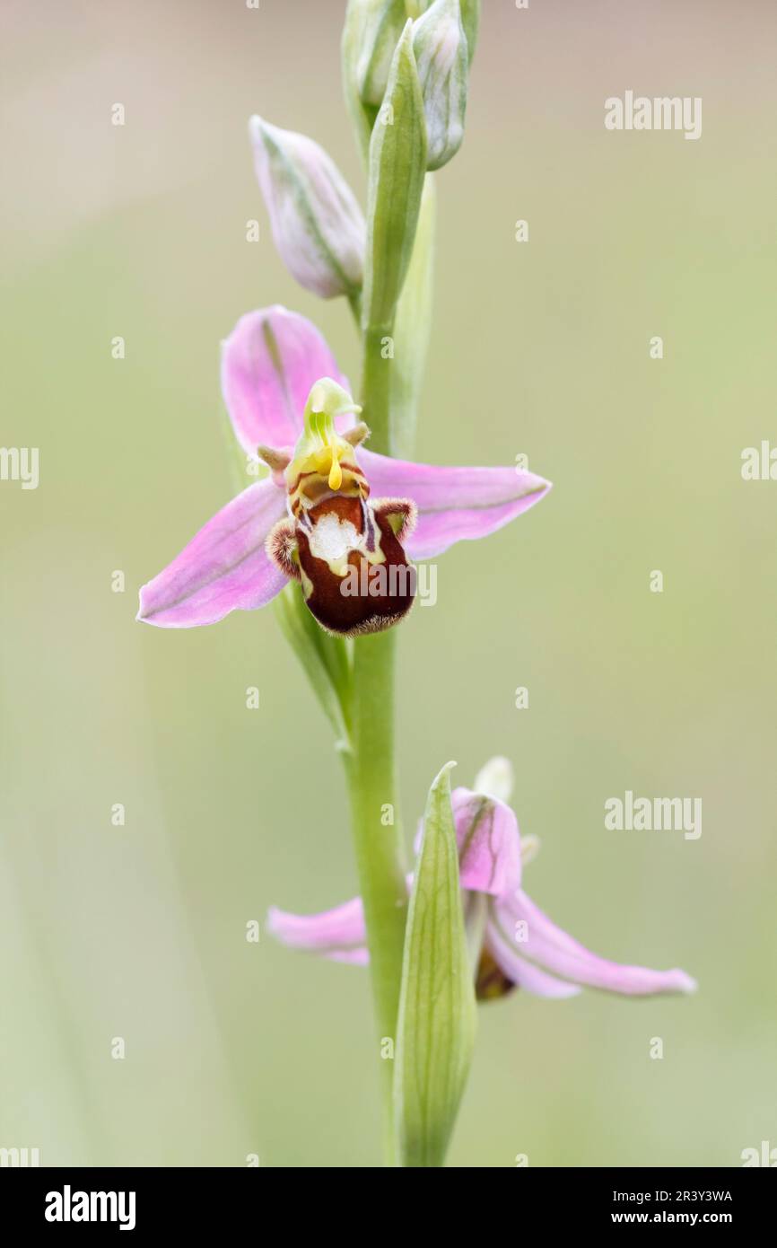 Ophrys apifera, conosciuta come l'orchidea delle api Foto Stock