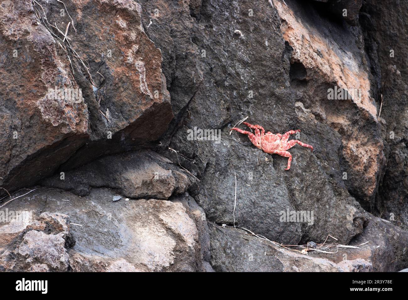 Conchiglia di Molt (exuvium) di un Grapsus adscensionis - granchio di roccia rossa dell'Atlantico orientale Foto Stock