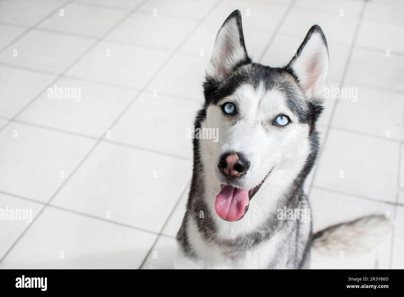 Ritratto di un bellissimo Husky siberiano con gli occhi blu su sfondo bianco Foto Stock