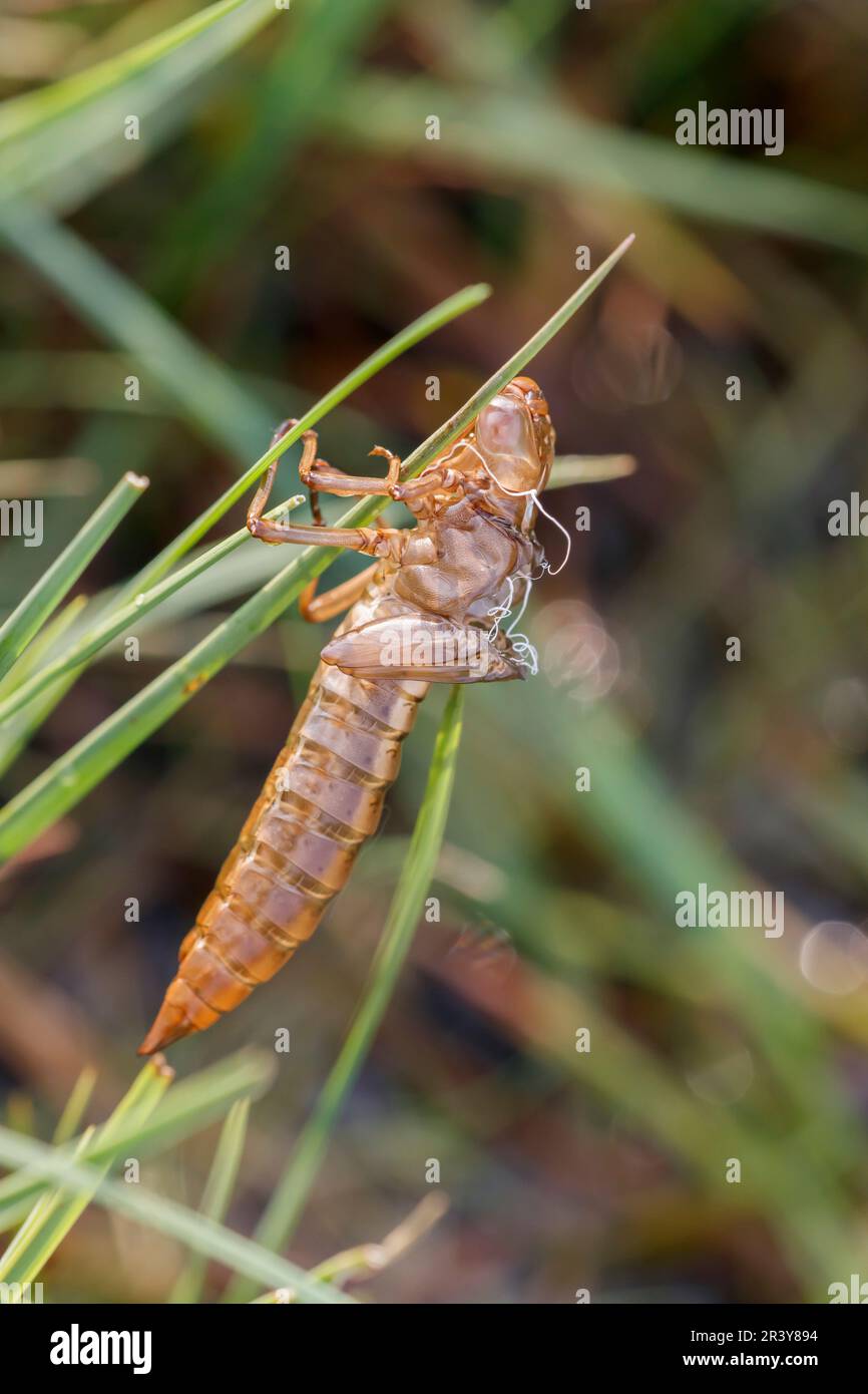 Odonata, Dragonfly, pelle larvale Foto Stock