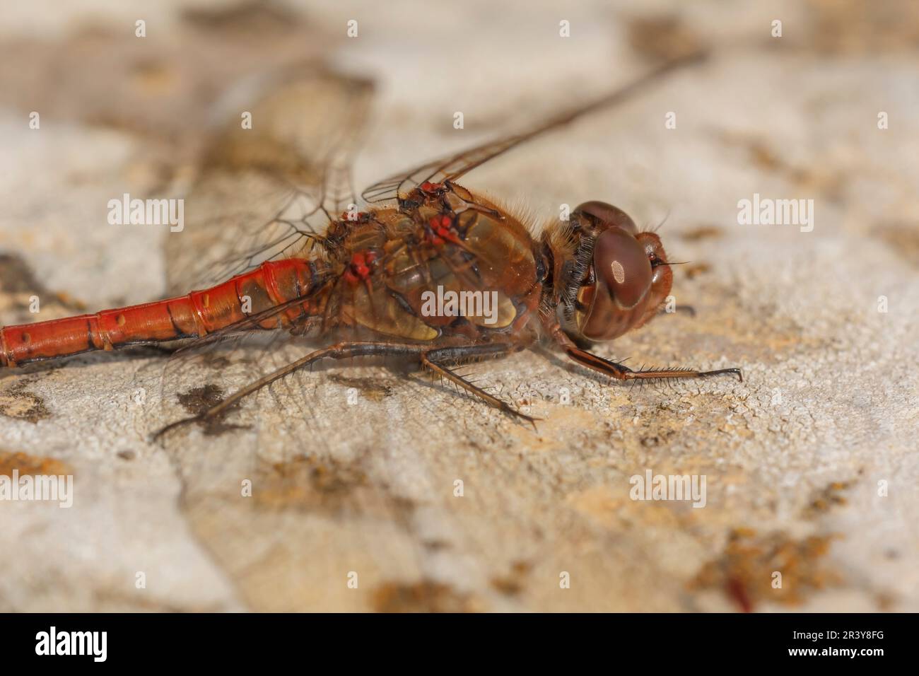 Sympetrum striolatum, noto come Common darter, libellula dalla bassa Sassonia, Germania Foto Stock
