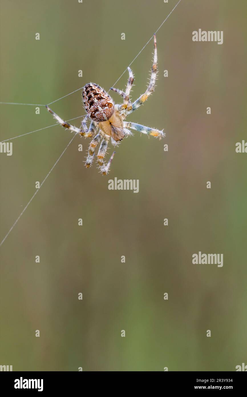 Araneus diadematus, conosciuto come il ragno del giardino, il ragno di Diadem, il ragno della croce, il tessitore coronato dell'orb Foto Stock
