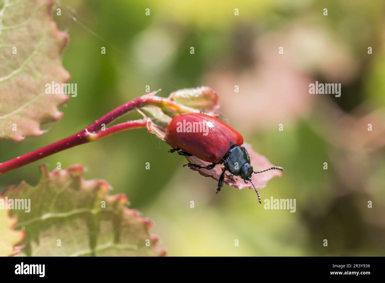 Chrysomela populi, conosciuto come scarabeo rosso di pioppo, scarabeo di foglia di pioppo, scarabeo di foglia di pioppo Foto Stock