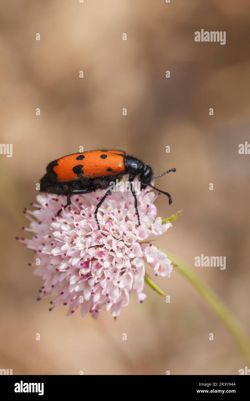 Mylabris quadripunctata, coleottero in blister, coleottero in blister a quattro macchie, coleottero in olio Foto Stock