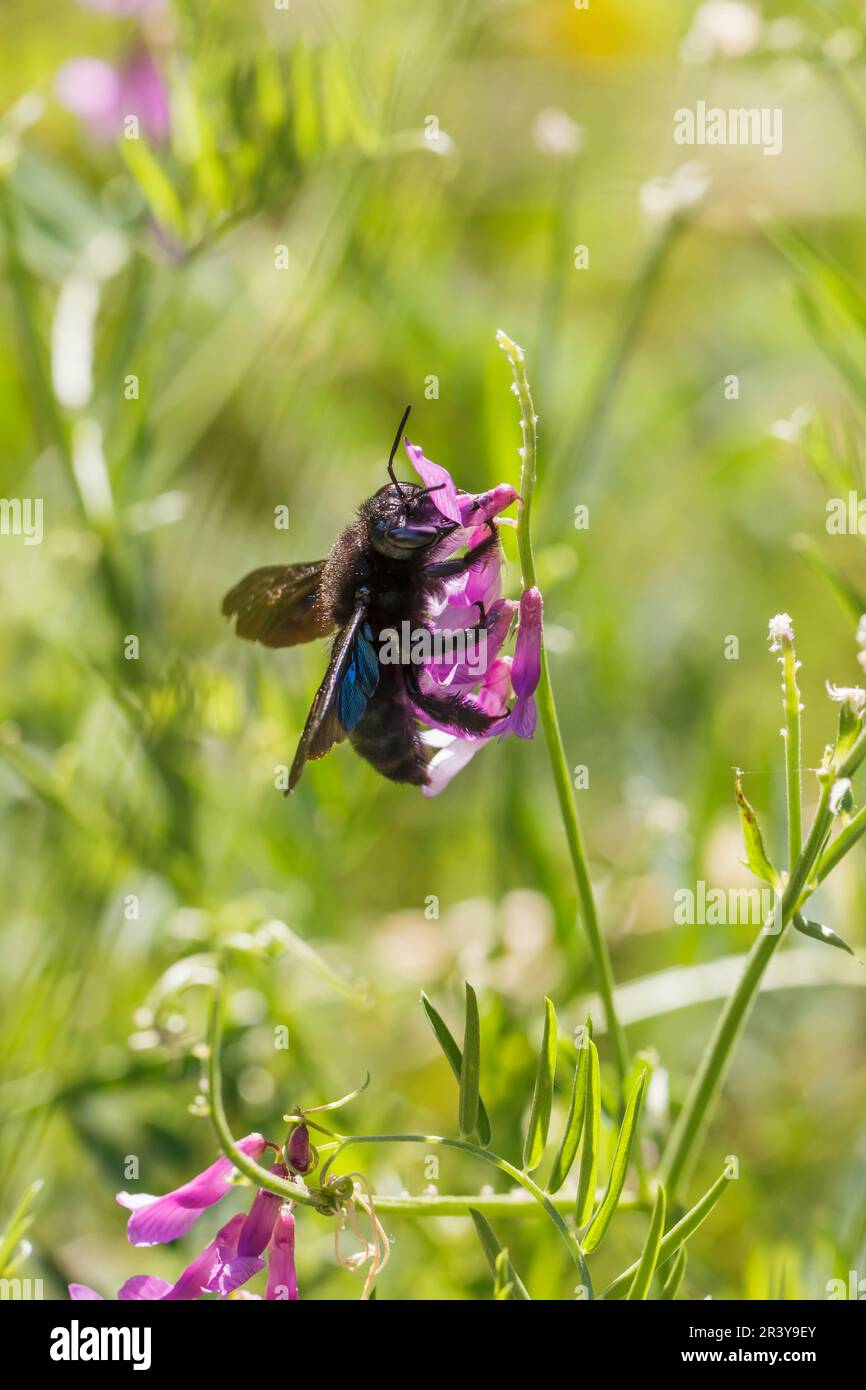 Specie di Xylocopa, nota come l'ape del falegname Foto Stock