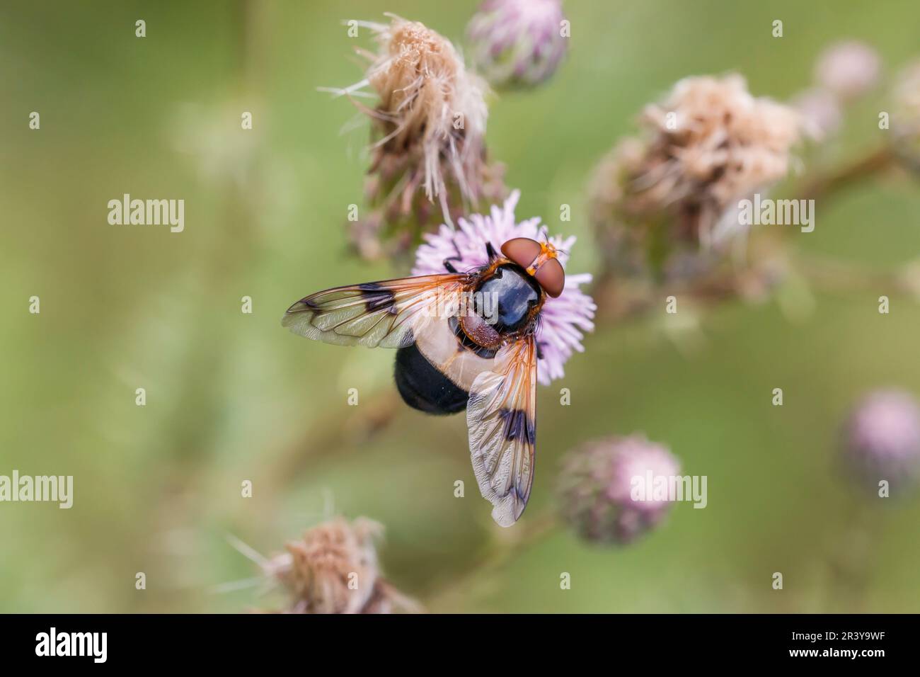 Volucella pellucens, conosciuto come pellucid hoverfly, grande pied hoverfly, Hornet mimic hoverfly Foto Stock