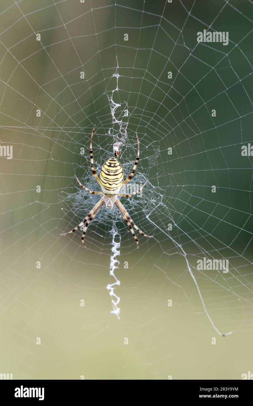 Argiope bruennichi, comunemente noto come il ragno Wasp Foto Stock