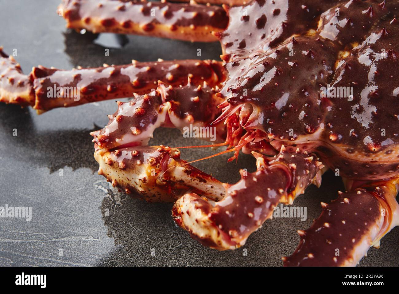 Granchio reale su sfondo grigio primo piano Foto Stock