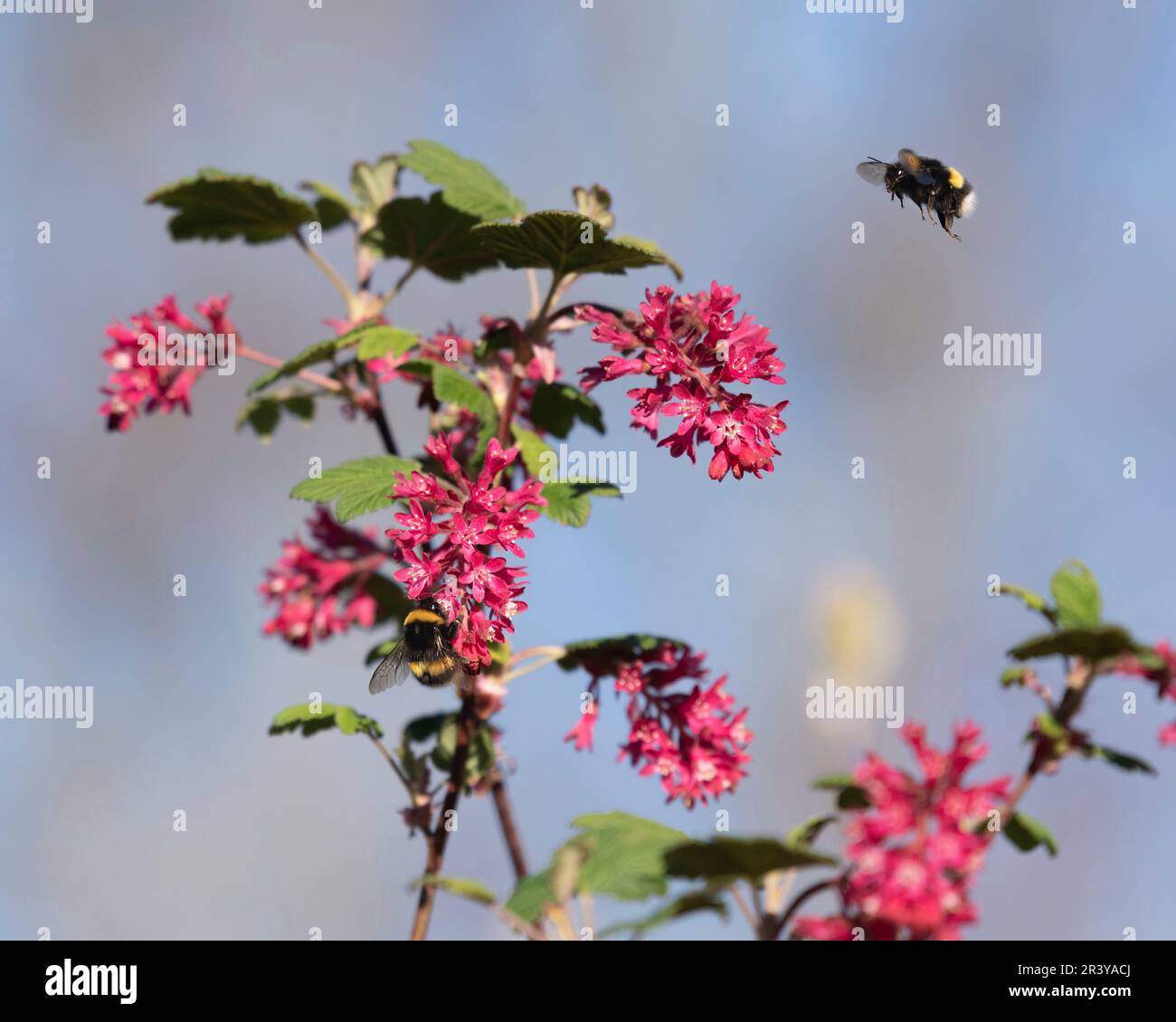Un Bumblebee dalla coda bianca (Bombus lucorum) che volerà verso i fiori rosa rossiccio del ribes rosso (Ribes Sanguineum) in primavera Foto Stock
