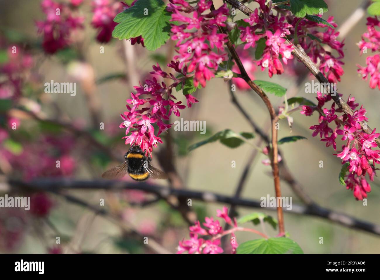 Un Bumblebee dalla coda bianca (Bombus lucorum) Foraging sui fiori rosa-rossiccio di un bush di ribes rosso-fiorito (Ribes Sanguineum) in aprile Foto Stock