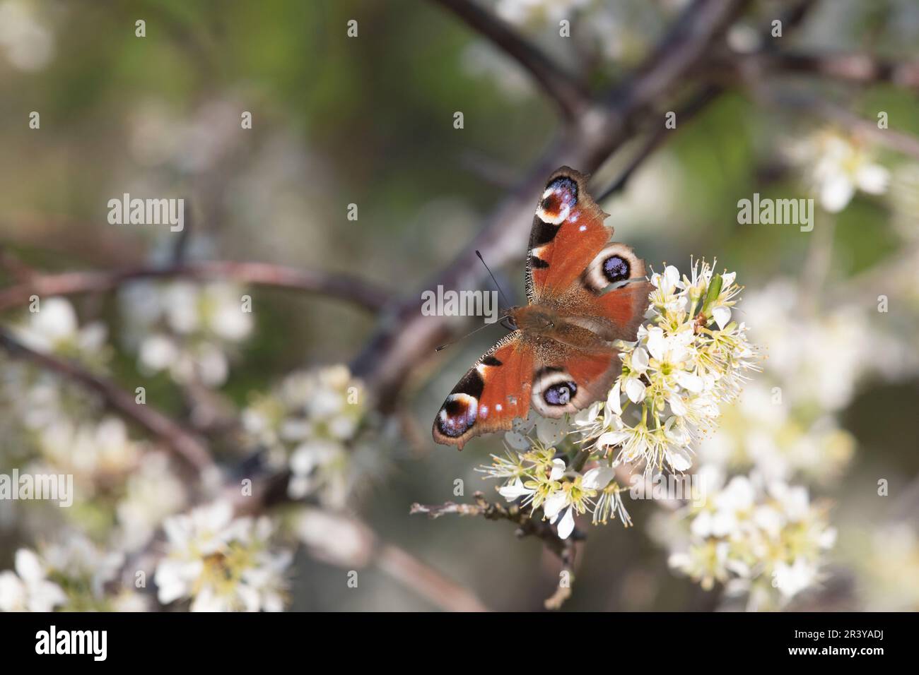 Una farfalla europea di pavone (Aglais Io) che si Basking su Blackthorn, o Sloe, (Prunus Spinosa) Blossom nel tardo pomeriggio sole Foto Stock