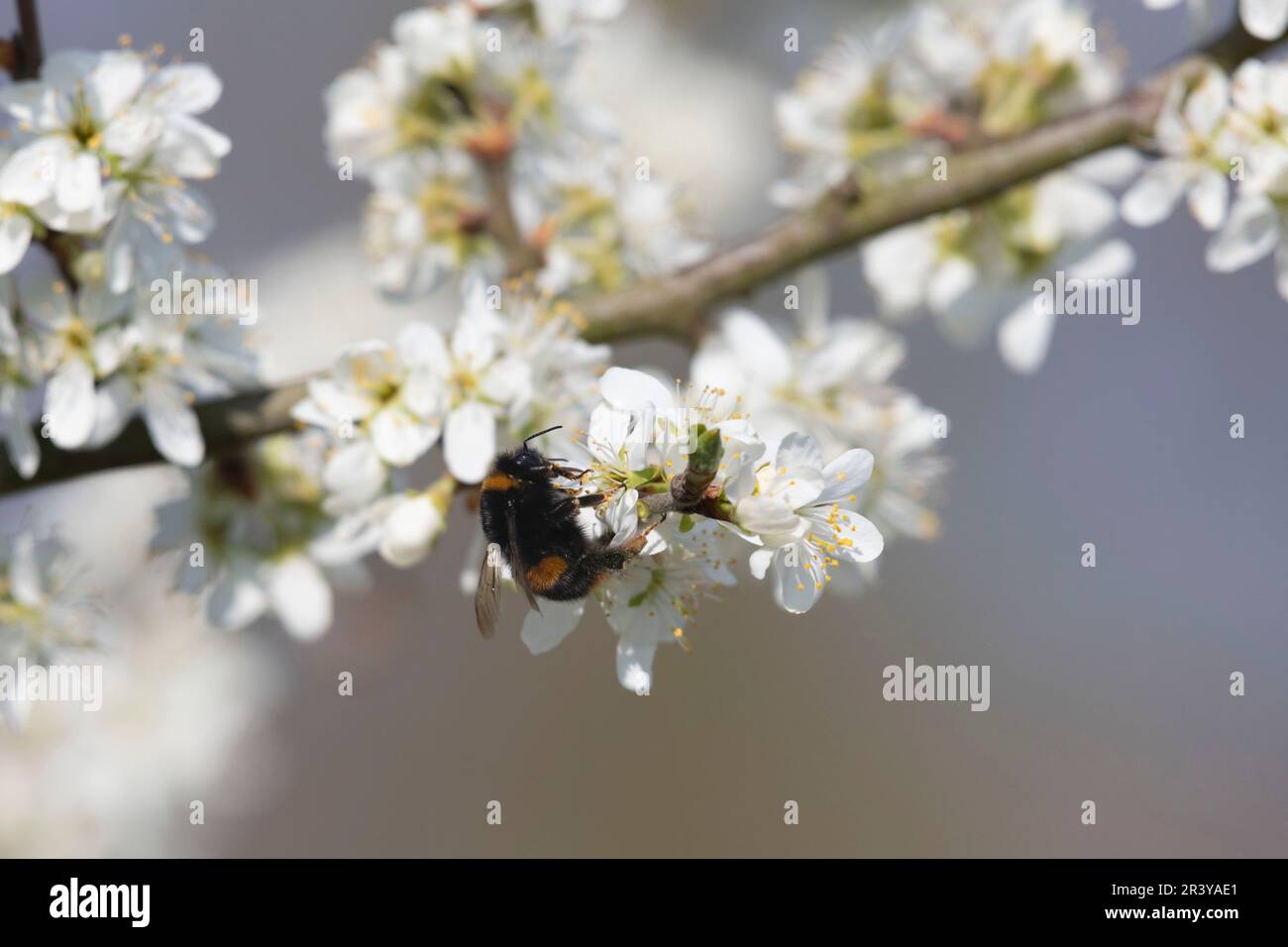 Un Bumblebee a coda di buff (Bombus Terrestris) Foraging su Damson Tree Blossom (Prunus Insititia) nel mese di aprile Sunshine Foto Stock