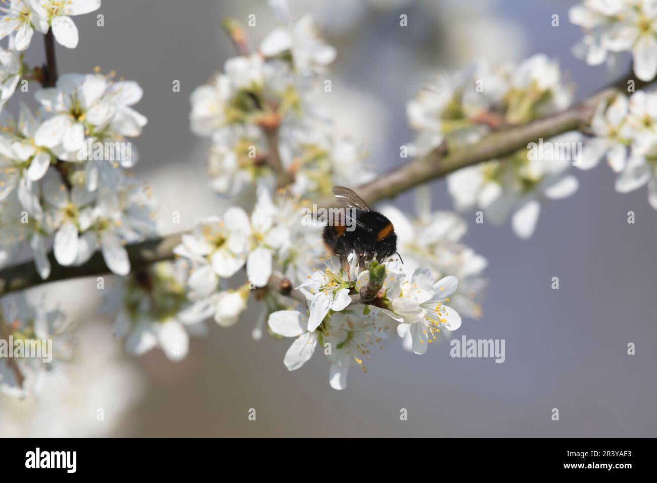 Un Bumblebee a coda di bufo (Bombus Terrestris) Foraging sui fiori di un albero di frutta di Damson (Prunus Insititia) in primavera sole Foto Stock