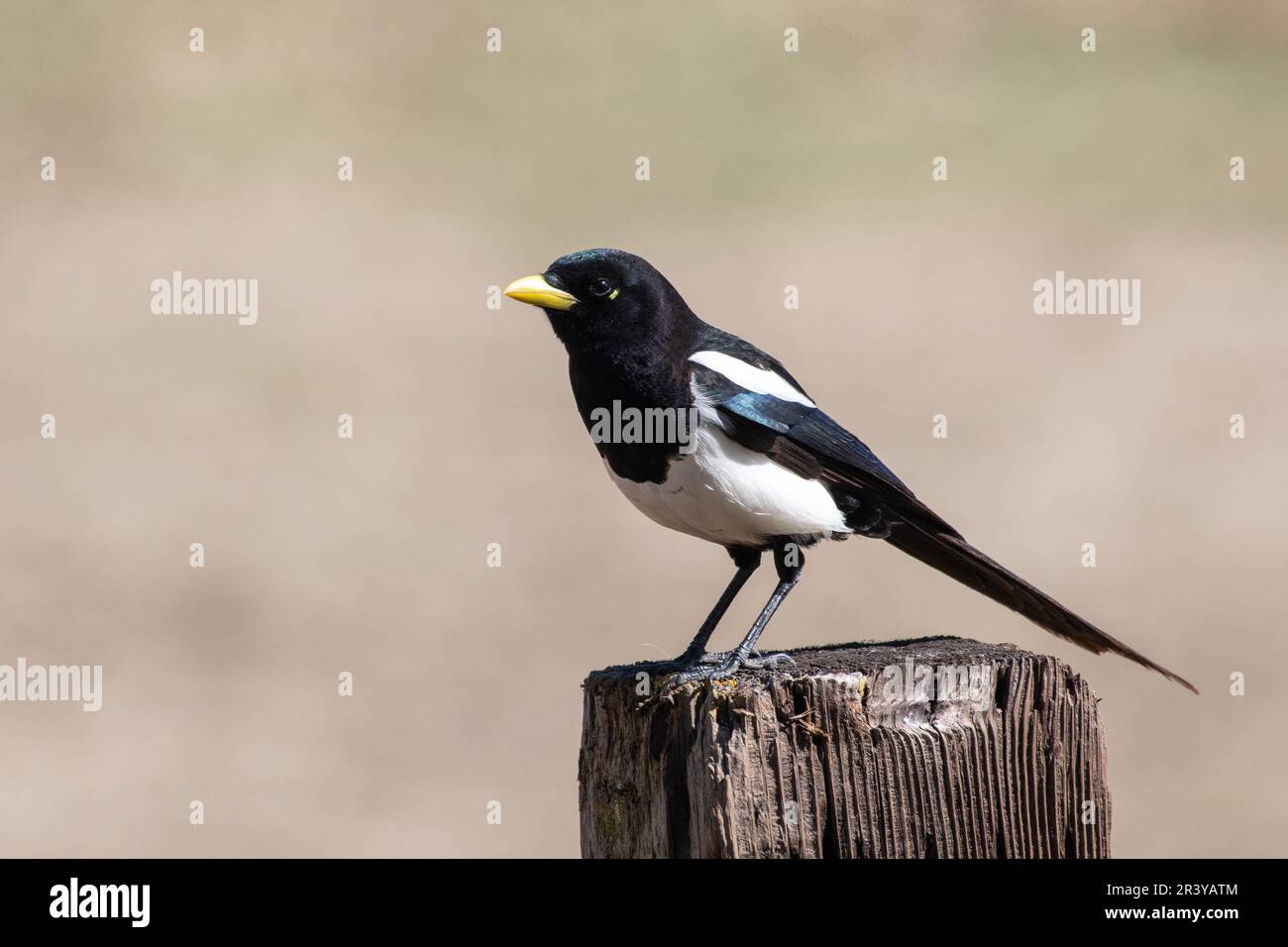 Magpie giallo-fatturato seduto su un palo di recinzione Foto Stock