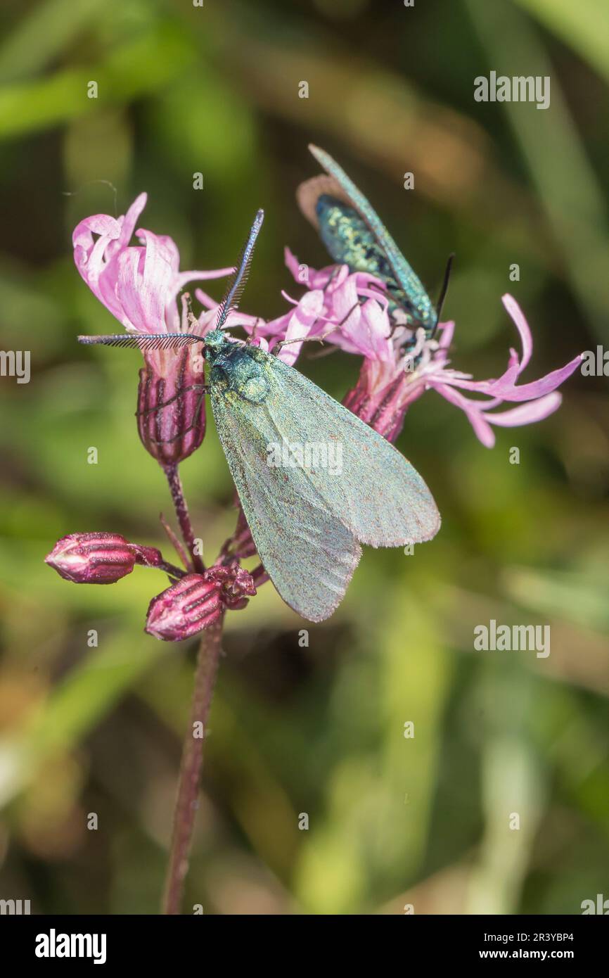 Statici di Adscita, SYN. Procris statices, conosciuto come Green Forester, Forester, moth Foto Stock