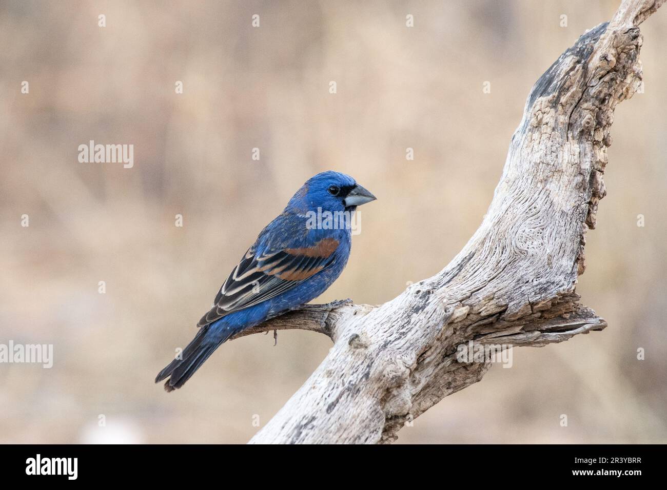 Blu grossbeak seduto su un log Foto Stock