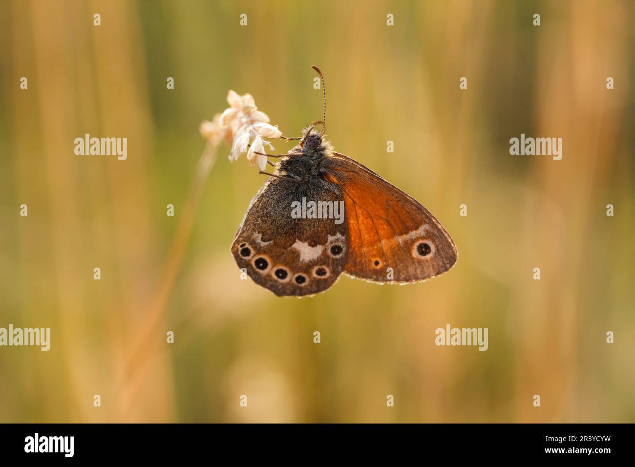 Coenonympha tullia, noto come anello comune, grande brughiera Foto Stock