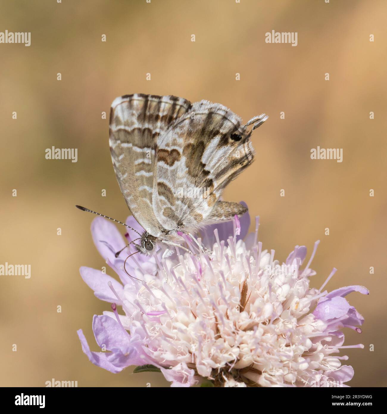 Cacyreus marshalli, conosciuta come la farfalla di bronzo geranio Foto Stock
