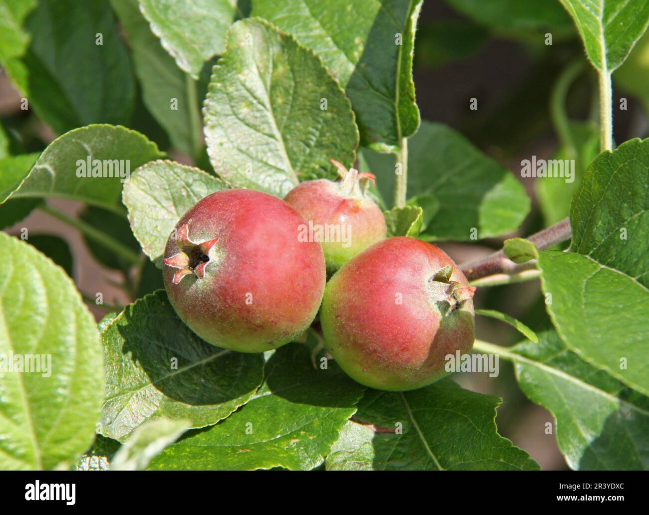 Tre giovani mele che iniziano a crescere su un albero da frutto. Foto Stock