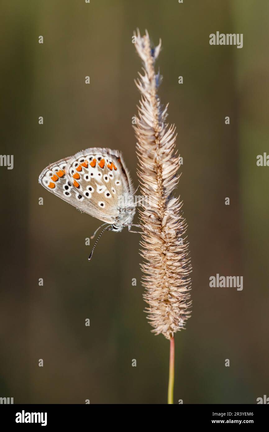 Aricia agestis sin. Polyommatus agestis, conosciuta come la farfalla marrone argus Foto Stock