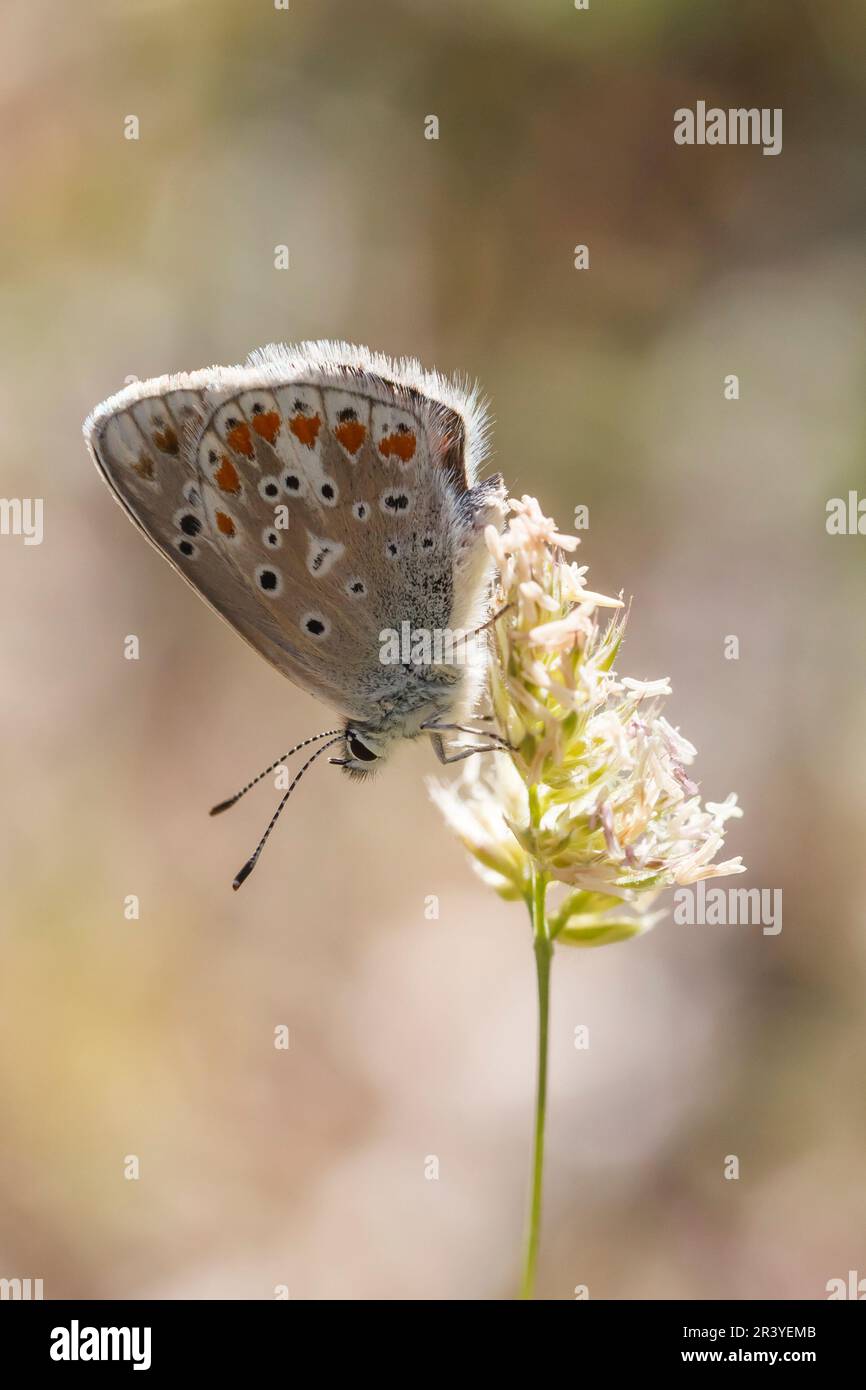 Polyommatus dorylas (femmina), nota come farfalla blu turchese Foto Stock