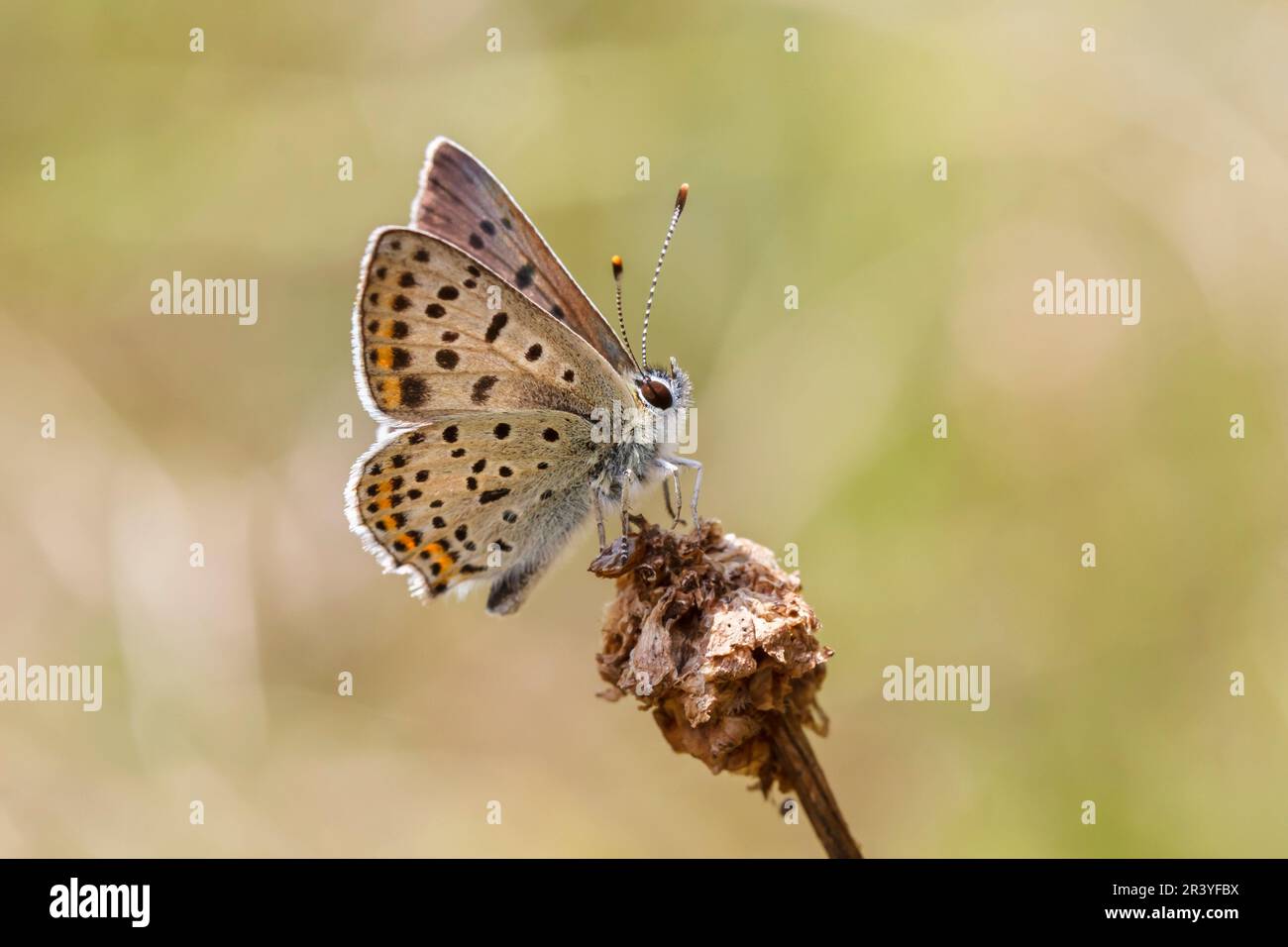 Lycaena tityrus (maschio), noto come Sooty rame farfalla Foto Stock