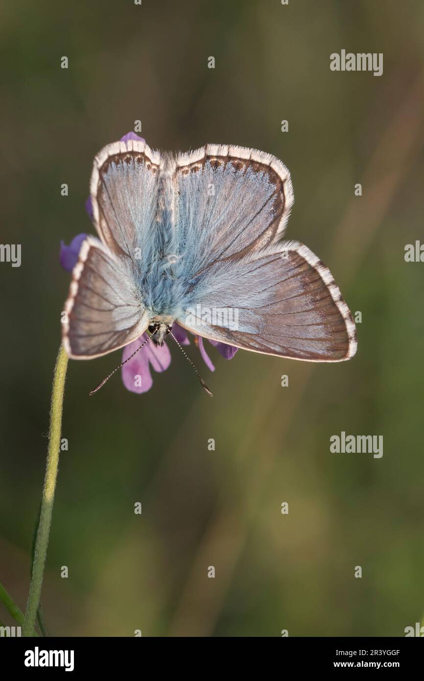 Lysandra coridon, SYN. Poliommatus coridone (maschio), noto come farfalla blu di Chalkhill Foto Stock