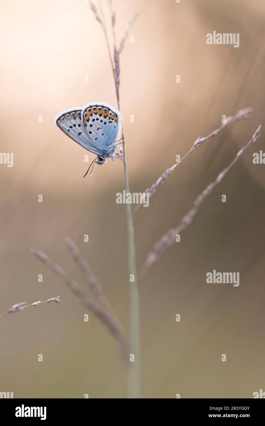 Plebejus argus, conosciuto come blu argentato (farfalla maschile dalla Germania) Foto Stock