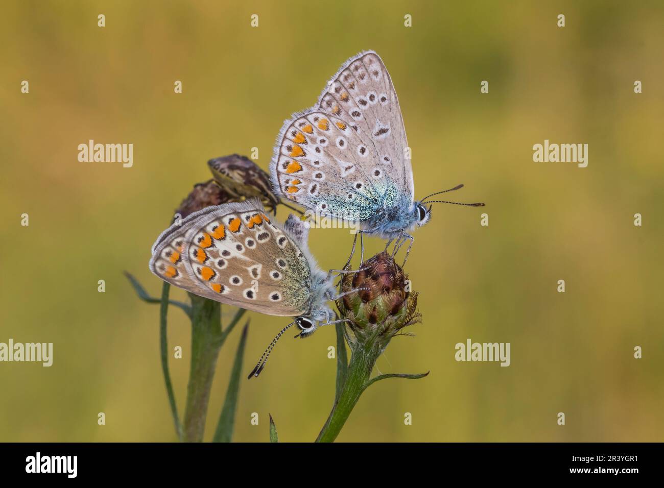 Polyommatus icarus, noto come farfalla blu comune, blu comune, copula (femmina sinistra, maschio destra) Foto Stock