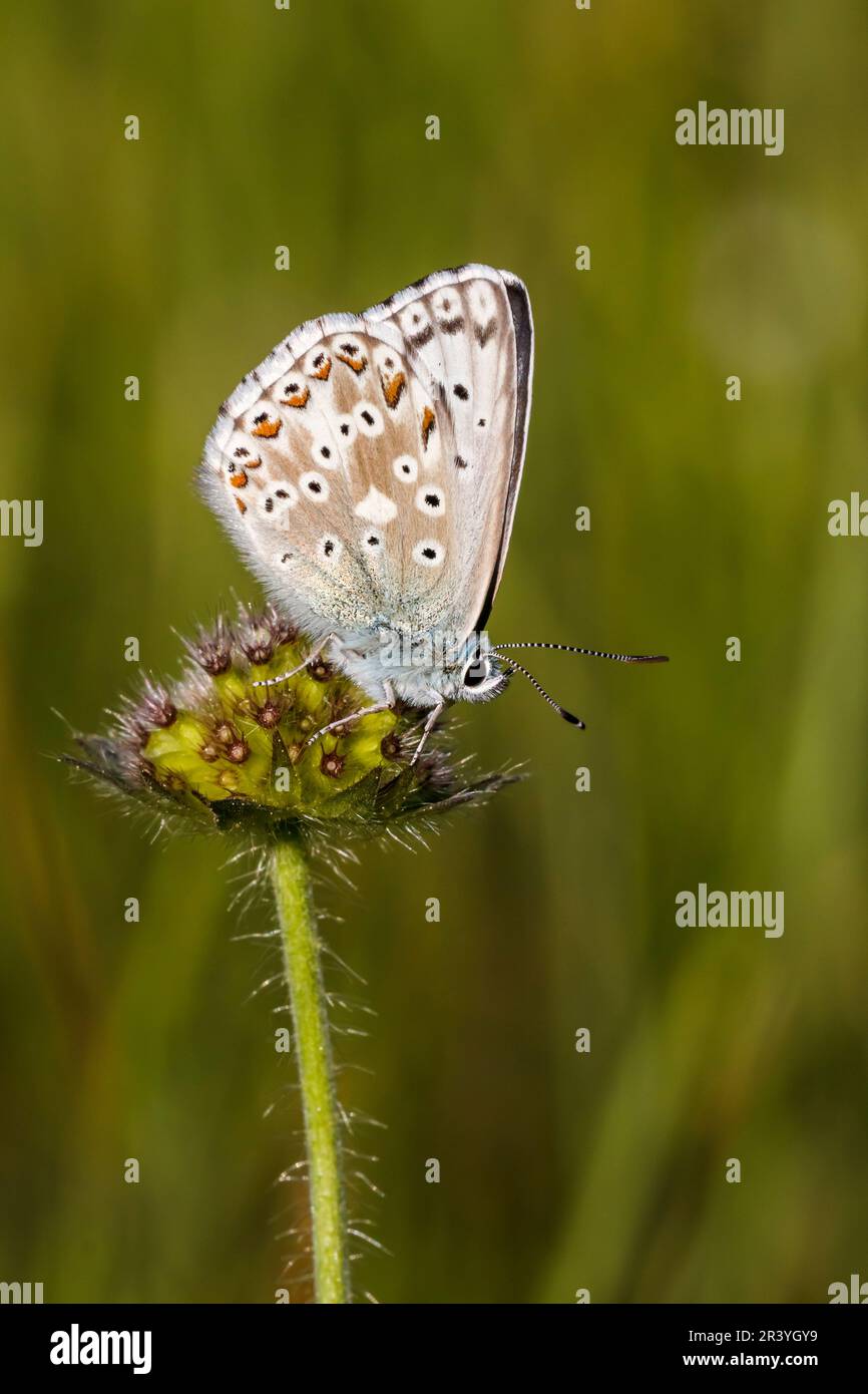 Lysandra coridon, SYN. Poliommatus coridone (maschio), noto come farfalla blu di Chalkhill Foto Stock