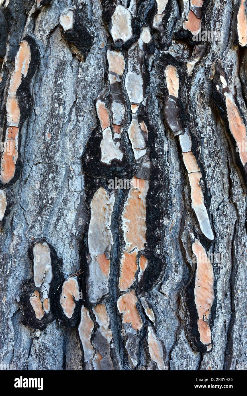 Corteccia Pino Mediterraneo, Pinus pinea, aka Stone Pine o Mediterranean Stone Pine Foto Stock