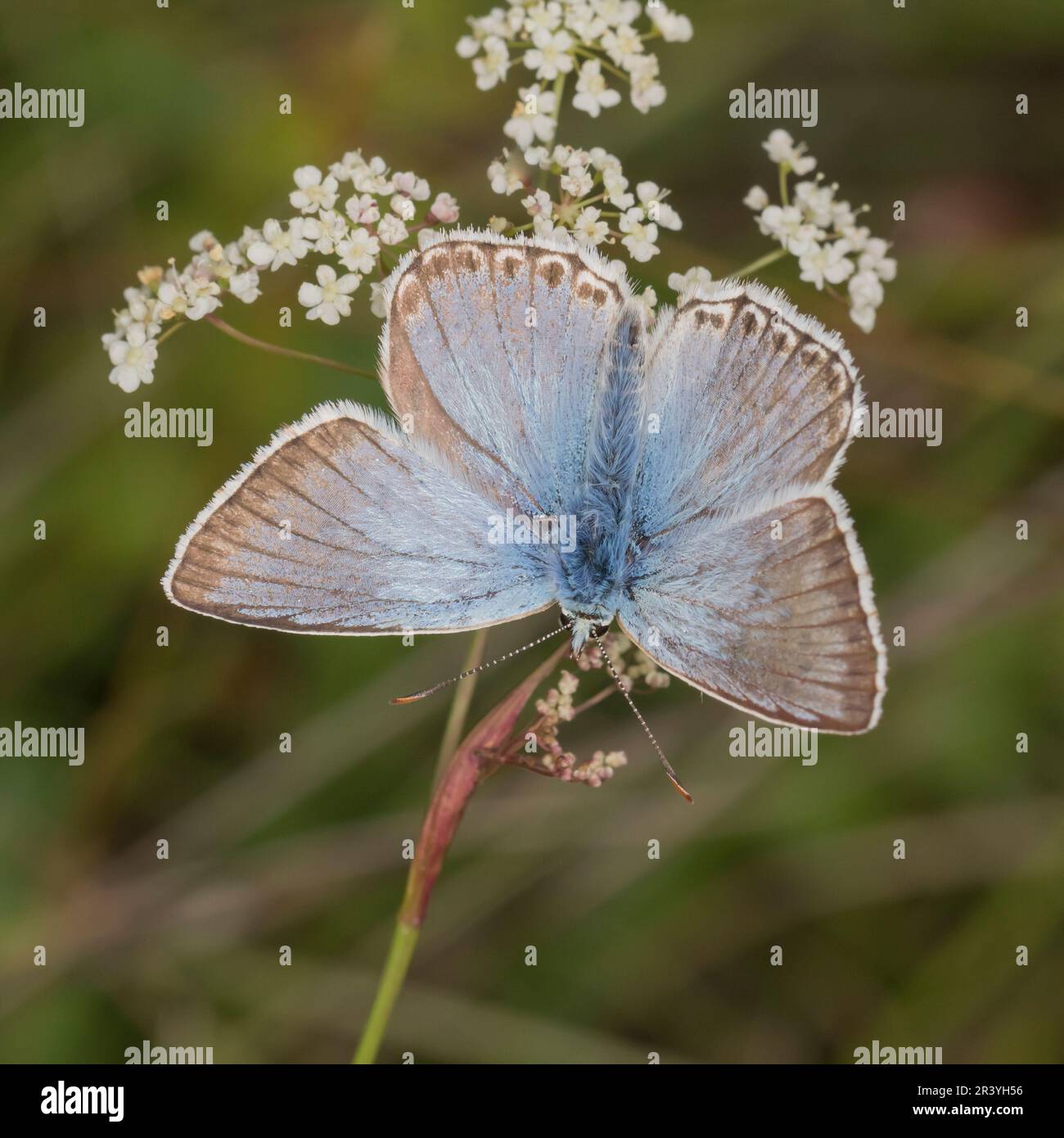 Lysandra coridon, SYN. Poliommatus coridone (maschio), noto come farfalla blu di Chalkhill Foto Stock