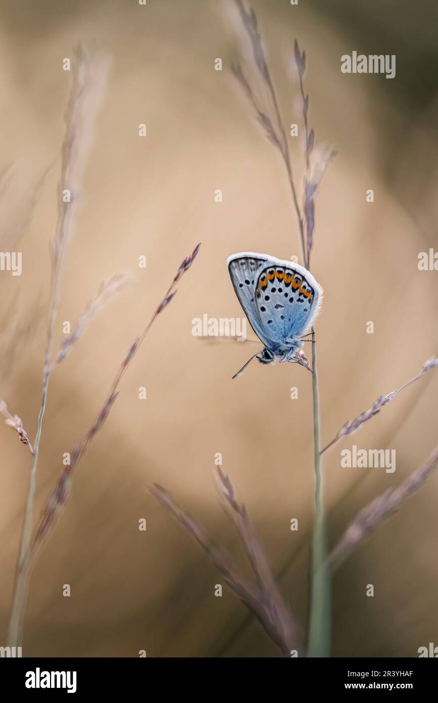 Plebejus argus, conosciuto come blu argentato (farfalla maschile dalla Germania) Foto Stock