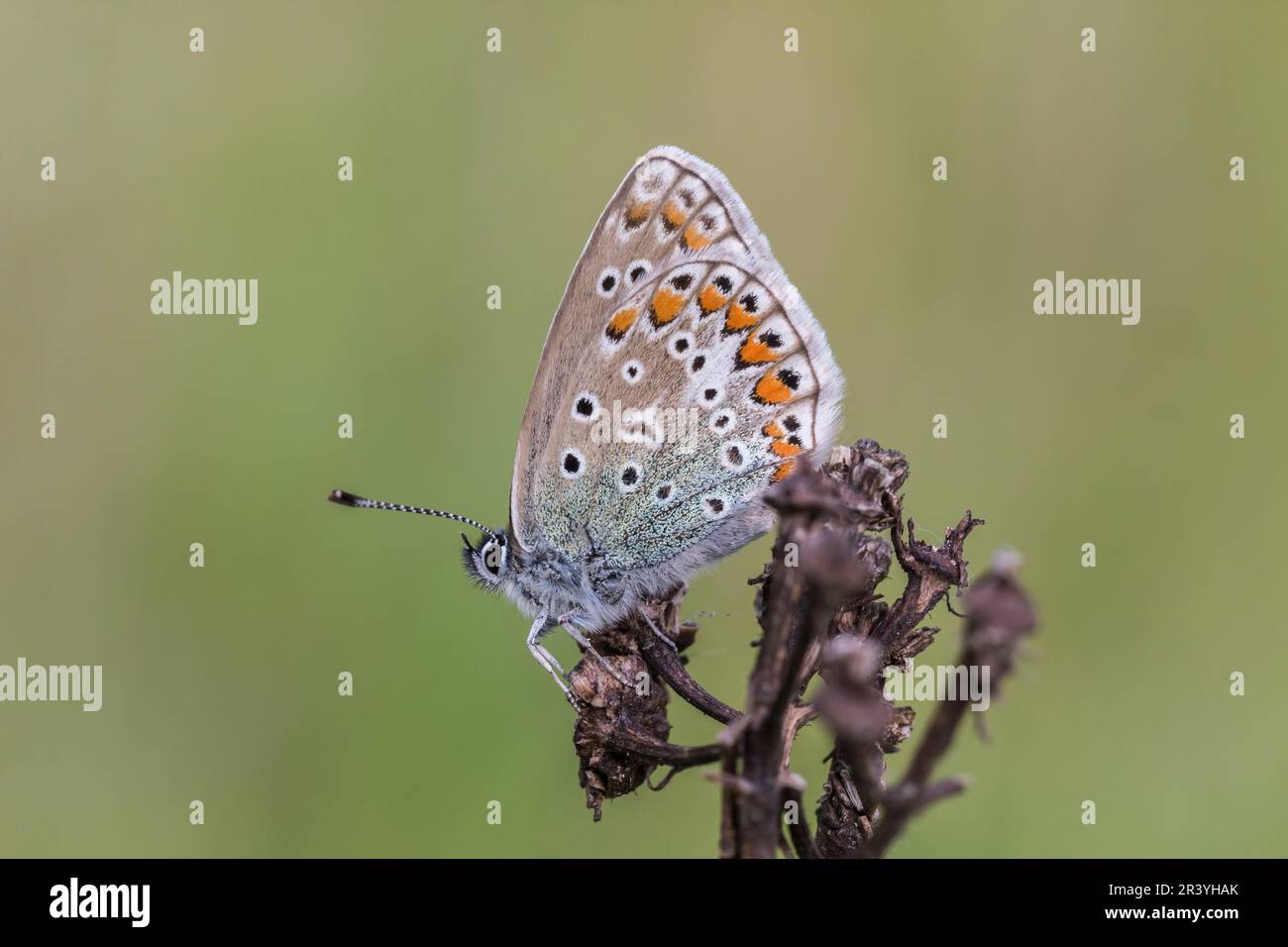 Polyommatus icarus, noto come farfalla blu comune, blu comune Foto Stock