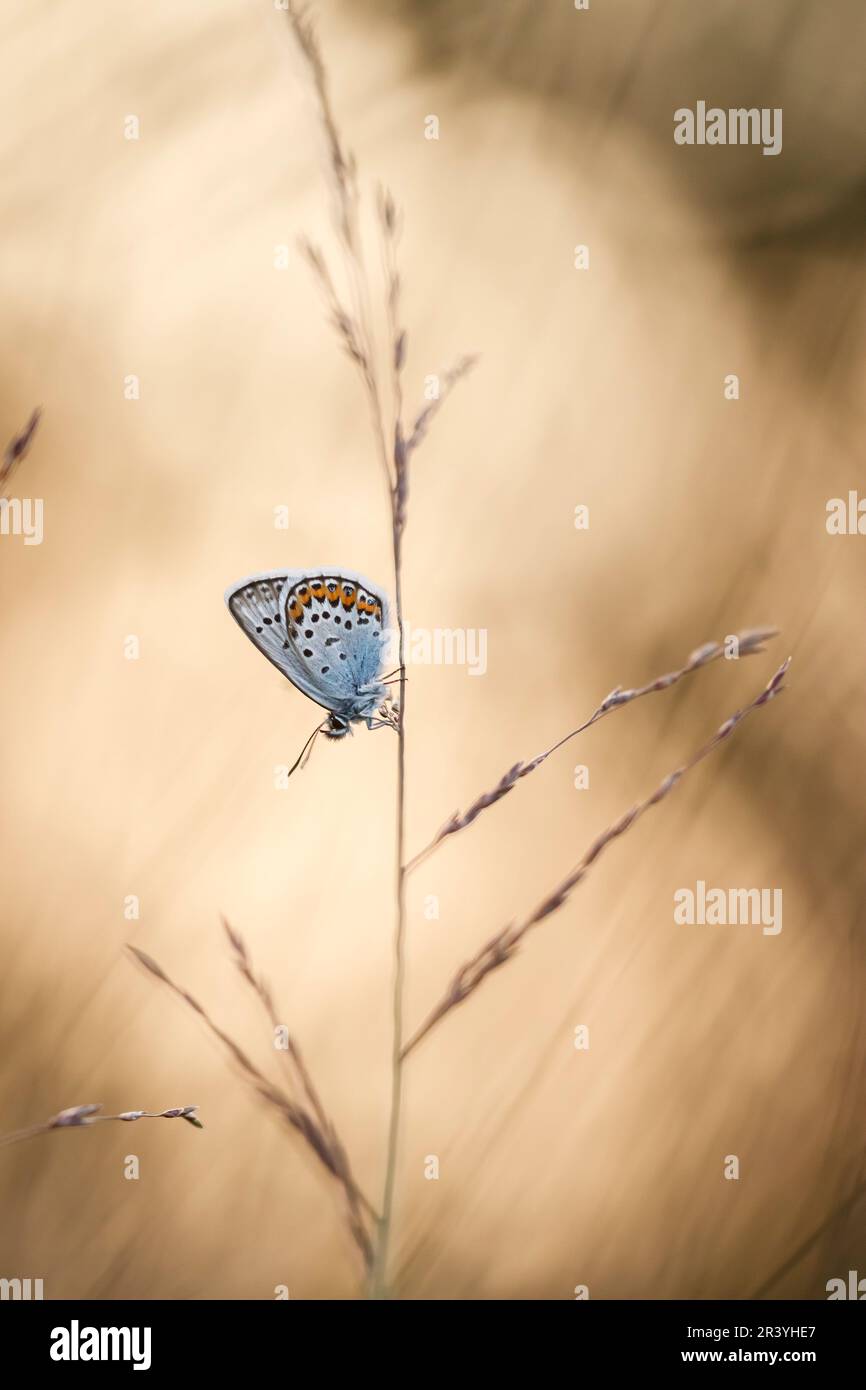 Plebejus argus, conosciuto come blu argentato (farfalla maschile dalla Germania) Foto Stock