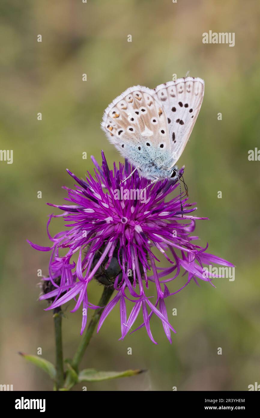 Lysandra coridon, SYN. Poliommatus coridone (maschio), noto come farfalla blu di Chalkhill Foto Stock