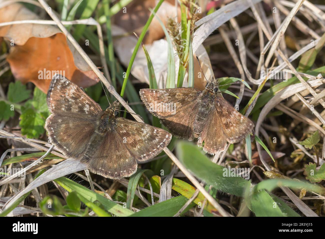 Erynnis Tages, conosciuto come Dingy skipper Foto Stock