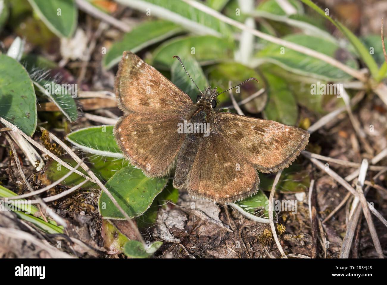 Erynnis Tages, conosciuto come Dingy skipper Foto Stock