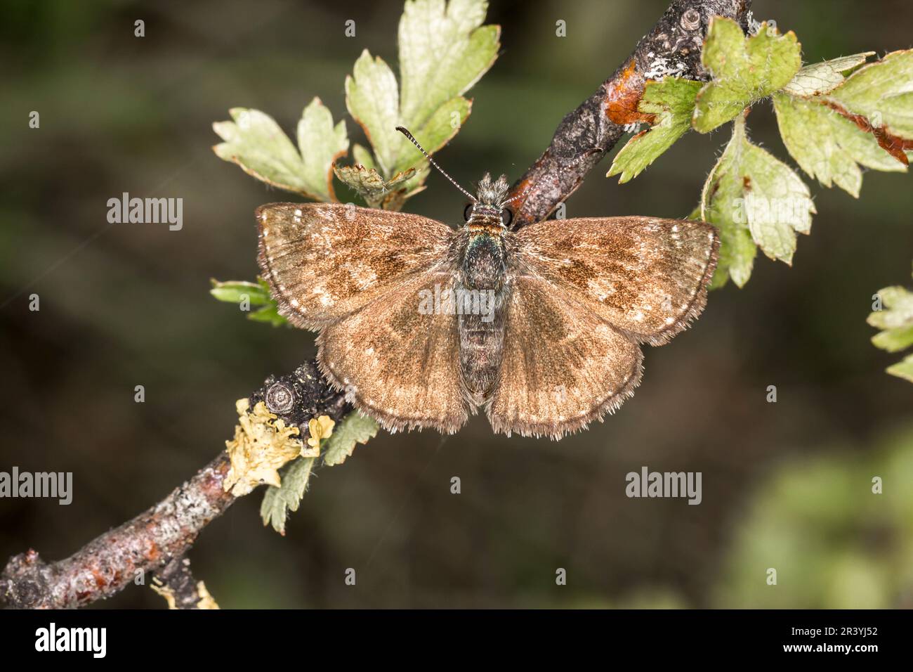 Erynnis Tages, conosciuto come Dingy skipper Foto Stock