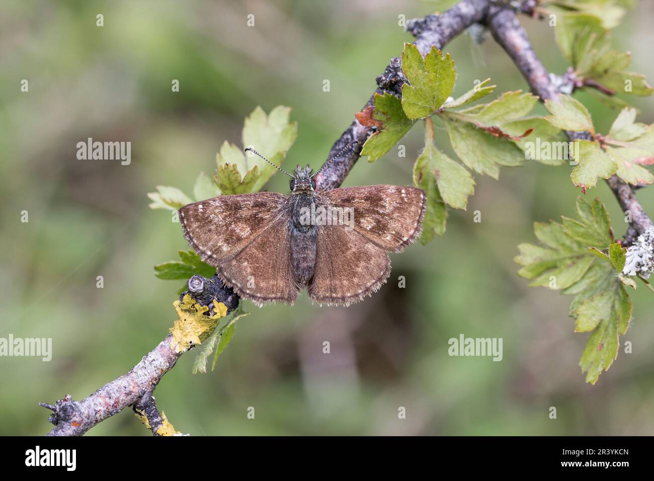 Erynnis Tages, conosciuto come Dingy skipper Foto Stock