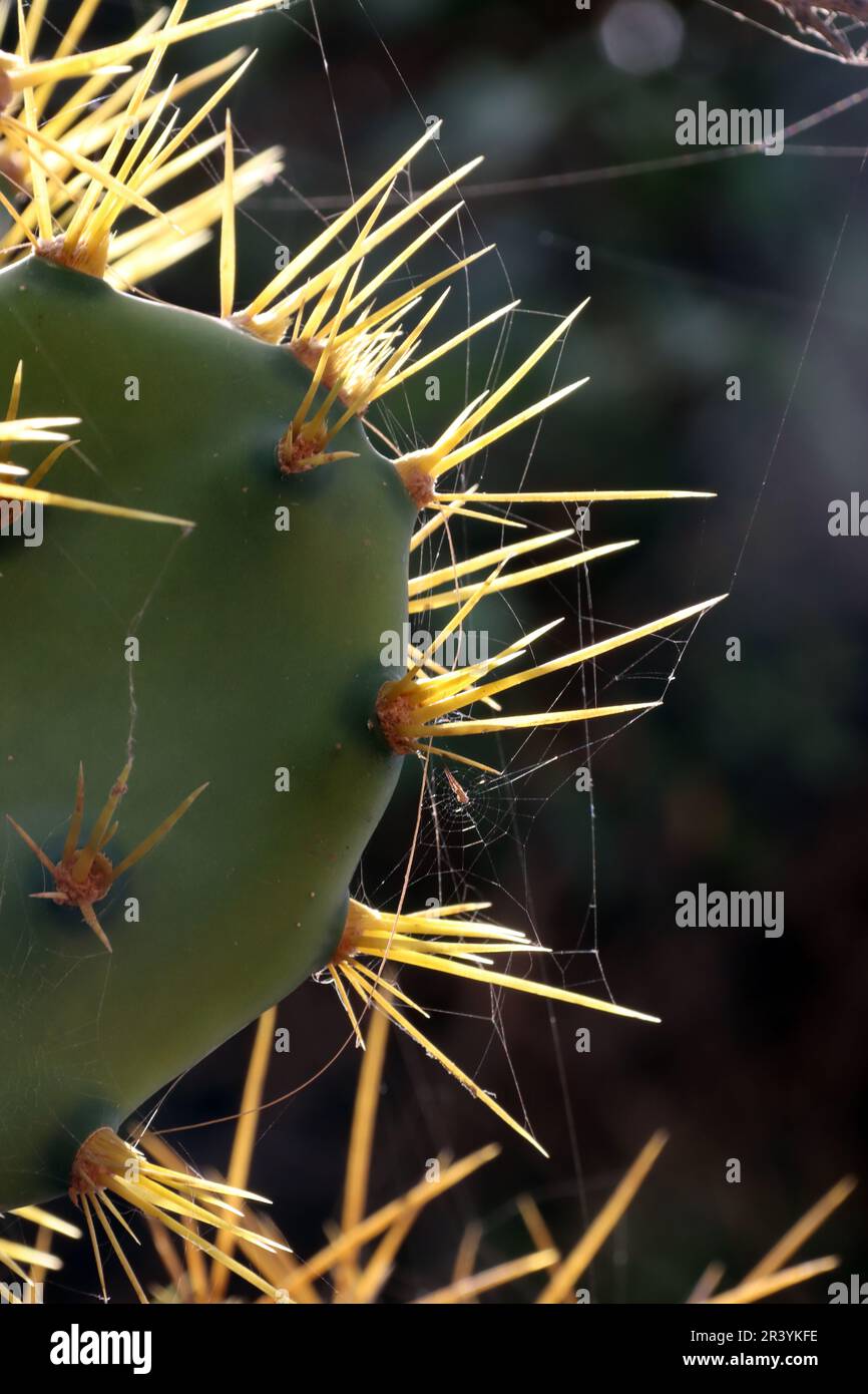 Spine di una pera pungente (opuntia) nella luce posteriore Foto Stock