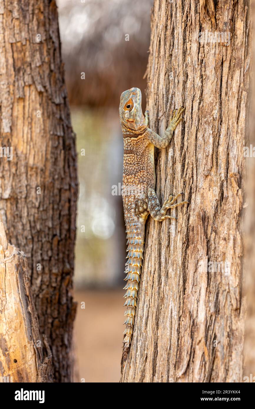 Cuvier's Madagascar Swift (Oplurus cuvieri), Kirindy Forest. Fauna selvatica del Madagascar Foto Stock