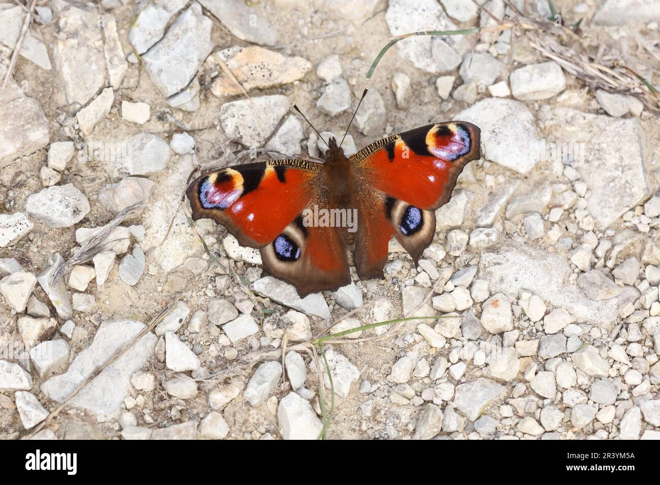 io Inachis, SYN. Nymphalis io, conosciuto come farfalla di Peacock, pavone europeo Foto Stock