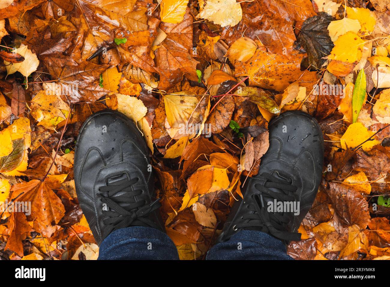 Piedi maschi in jeans blu e scarpe nere in piedi su un terreno forestale coperto da foglie autunnali, vista in prima persona Foto Stock