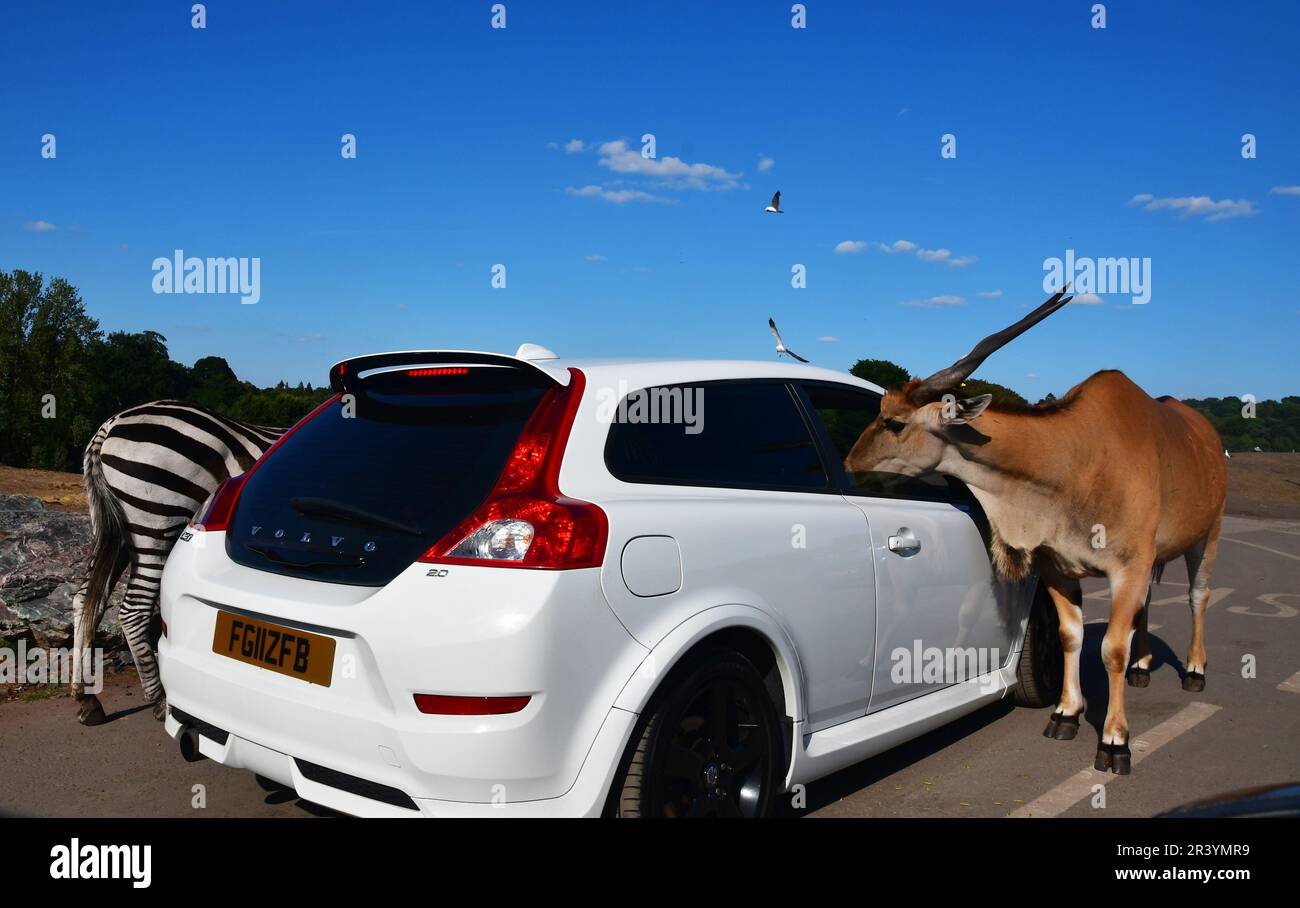 Antelope e zebra accanto a un'auto al West Midlands Safari Park, Bewdley, Worcestershire, Regno Unito Foto Stock