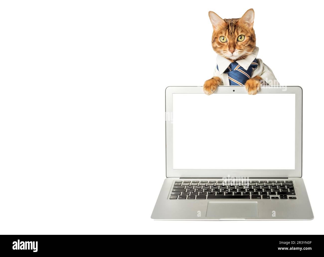 Gatto in una camicia e cravatta con un laptop sullo sfondo. Spazio di copia. Foto Stock