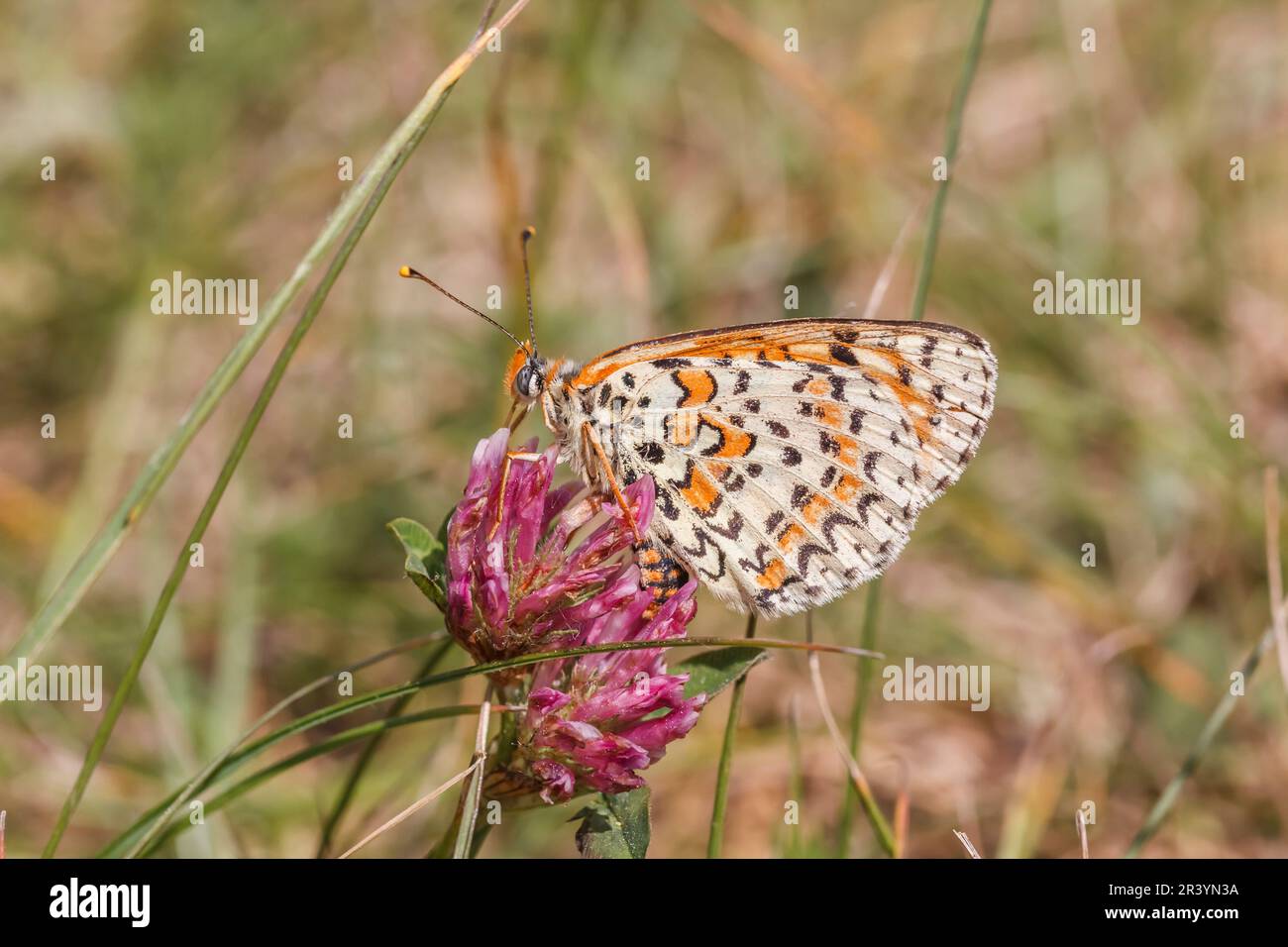 Melitaea dipyma, conosciuto come Spotted fritillary, Red-band fritillary Foto Stock