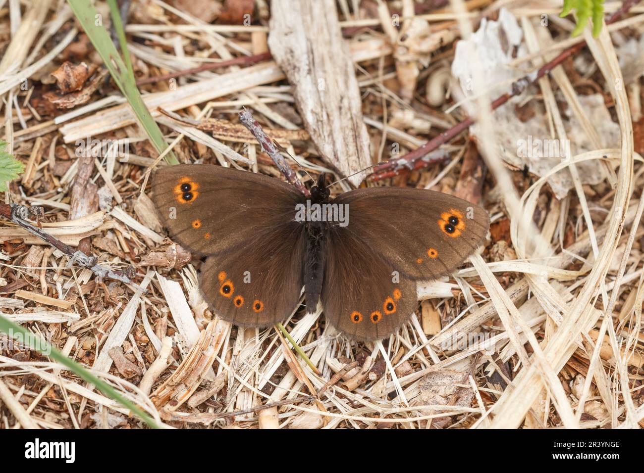 Erebia medusa, conosciuta come la farfalla Woodland Ringlet Foto Stock