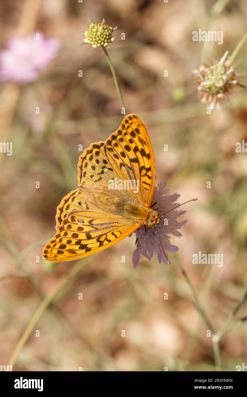 Argynnis pandora, noto come cardinale, cardinale fritillario, mediterraneo (farfalla maschile) Foto Stock