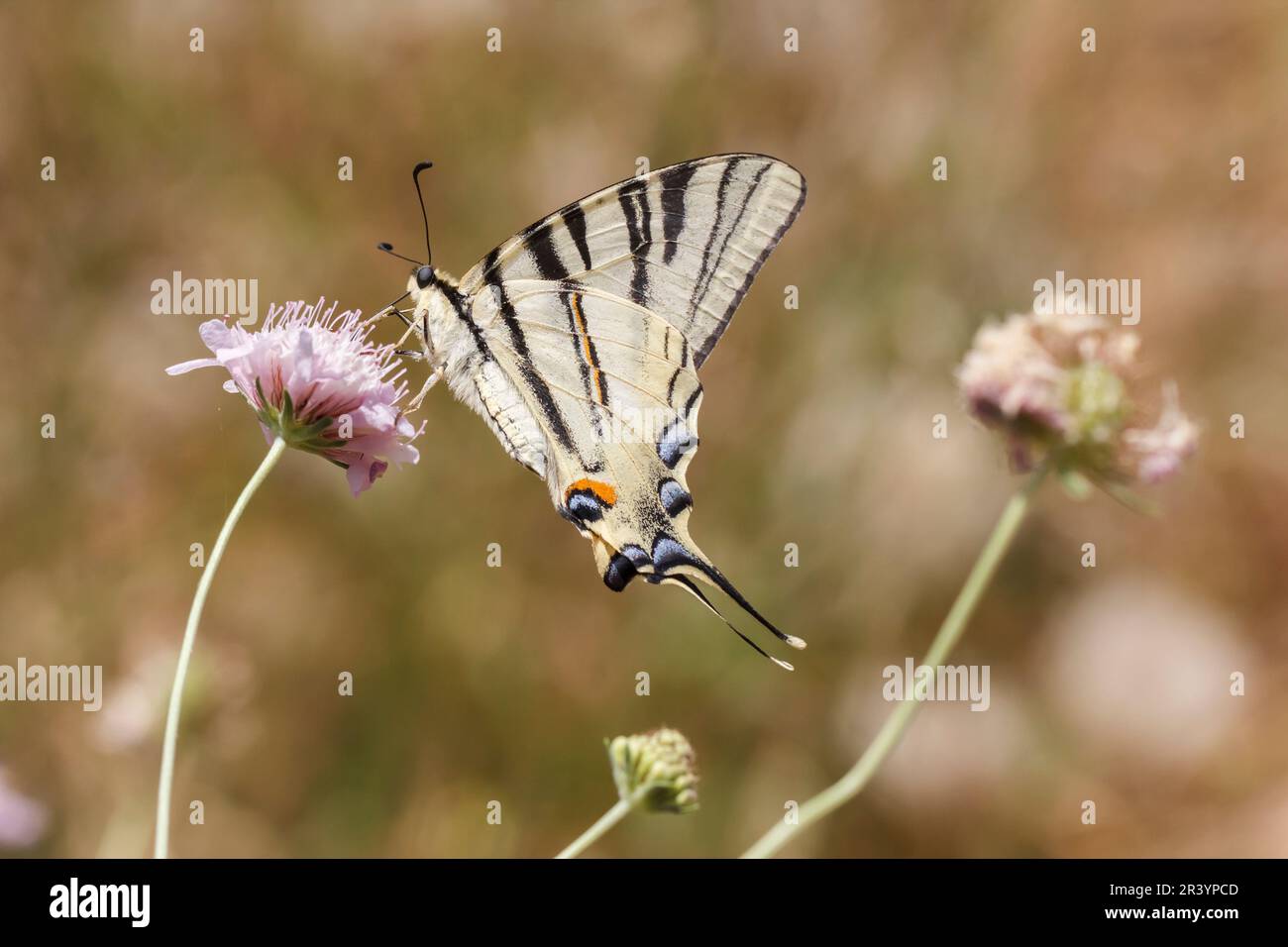 Iphiclides podalirus, conosciuto come coda di rondine scarna meridionale, coda di rondine di Sail, coda di rondine di Pear-tree Foto Stock